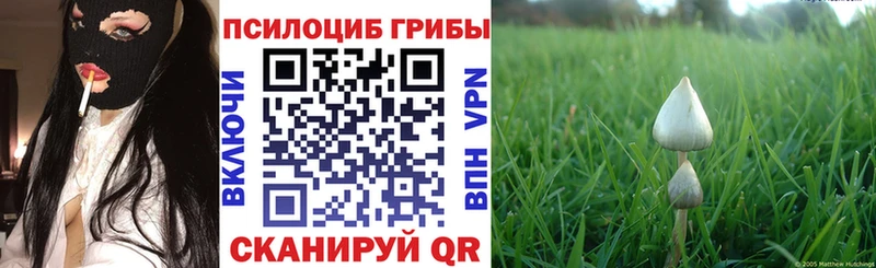 Псилоцибиновые грибы Psilocybe  Шали 